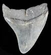 Bargain Fossil Megalodon Tooth - South Carolina #39243-2